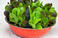 Cut and come again Mixed Cos lettuce salad leaves growing in contemporary red container 