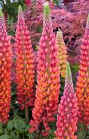 Lupinus Terracotta