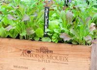 Mixed Salad Leaves growing in old wooden wine box