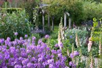 The cottage garden with Erysimum 'Bowles Mauve' and Digitalis - Foxgloves - RHS Garden Rosemoor, Devon