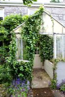 Hedera - Ivy growing around old porch on back of house - Trevoole Farm, Cornwall.