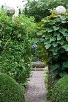 Gravel path bordered by topiary with Clematis tangutica and Vitis cognetiae - Wollerton Old Hall Garden