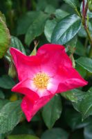Rosa 'Rose of Picardy' syn Rosa 'Ausfudge'