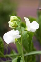 Lathyrus odoratus - Sweet Pea 'Aphrodite'