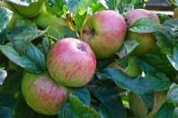 Malus domestica 'Howgate Wonder' - Apple