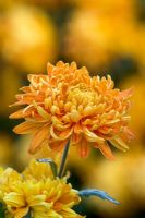 Chrysanthemum 'Orange Allouise'