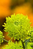 Chrysanthemum 'Green Envy'