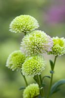 Chrysanthemum 'Froggy'