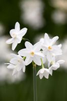 Narcissus papyraceus 'Ziva' - Paperwhite narcissus