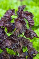 Perilla frutescens var. crispa - Chinese basil, Beefsteak Plant