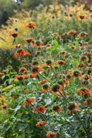 Leonotis leonorus - Lion's Ear