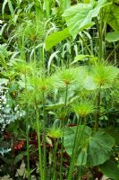 Cyperus papyrus - Egyptian Paper Reed - in the Exotic Garden at Great Dixter