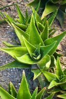Aloe mitriformis