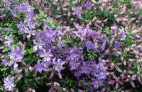 Clematis 'Prince Charles' scrambling through Hebe 'Watson's Pink'  at Great Dixter