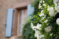 Solanum laxum 'Album' syn. S. jasminoides 'Album' - Potato Vine growing in the courtyard at Le Manoir de Raynaudes