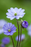 Hepatica nobilis 'Tausendschön'