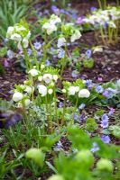 Hellebores and Hepaticas in John Massey's garden. Helleborus x hybridus 'Ashwood Garden hybrids' with Hepatica x media 'Harvington Beauty'