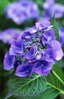 Hydrangea macrophylla 'Blaumeise' - also known as H. m. 'Blue Tit', 'Blue Sky' or 'Teller Blue'