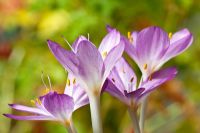 Colchicum byzantinum 