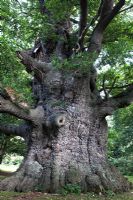 Quercus robur - Large ancient oak tree 
