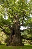 Quercus robur - Majesty Fredville Oak, Nonington, Kent England. English oldest largest tree , September 
