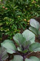 Red Drumhead lettuce with Apple 'Greensleeves' grown as a step-over.