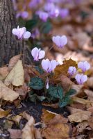 Cyclamen hederifolium amongst autumn leaves at the base of a tree. End of September