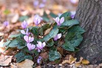 Cyclamen hederifolium amongst autumn leaves at the base of a tree. End of September