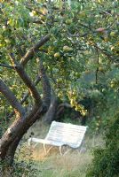 Wooden bench under old apple tree 