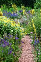 The Stone garden is naturalistic area to the south of the house where perennials are encouraged to self seed into a thick mulch of stones and pebbles. Included here are Inula hookeri, Veronica spicata, Verbascums and Verbena bonariensis - Holbrook Garden, Tiverton, Devon, UK