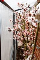 Apricot Delicot Flavorcot flowering behind plastic sheeting for frost protection.