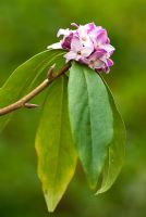 Daphne bholua 'Peter Smithers'. 