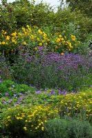 Late summer AGM border -  Helianthus 'Loddon Gold', Verbena bonariensis, Coreopsis verticillata 'Zagreb', Lavandula angustifolia 'Hidcote', Agastache 'Blue Fortune', Geranium 'Rozanne'  - RHS Wisley, Surrey