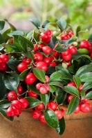 Gaultheria procumbens - easter teaberry 