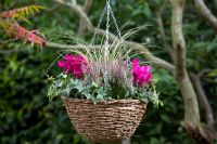 Hanging Basket with Cyclamen, Heather, Hedera - Ivy and Ornamental grass in autumn