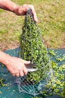 Trimming Box topiary around metal 'shaping' cage