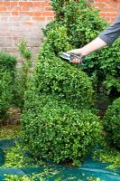 Trimming Box topiary
