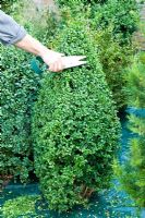 Trimming Box topiary