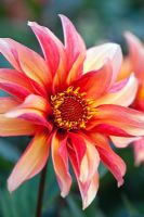 Dahlia 'Waltzing Mathilda'