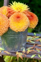 Orange and Yellow Dahlias in a bucket