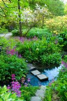 Stepping stones across stream surrounded by moisture loving plants including yellow Primula prolifera, pink Primula pulverulenta, ferns, Hostas and Hemerocallis - Daylilies with Azaleas, Rhododendrons and Palms above - Minterne, Minterne Magna, Dorset, UK 
