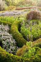 The knot garden in the Formal Garden is made of Box and  Berberis, infilled with purple Sage and blue flowering bedding Salvias - Waterperry Gardens, Wheatley, Oxfordshire, UK