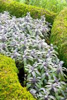 Knot garden of Buxus - Box infilled with Salvia - Purple Sage 