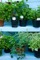 pelargoniums including 'Lord Bute', 'Chocolate Peppermint' and 'Attar of Roses', on staging beside blue potting shed