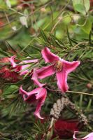 Clematis texensis 'Etoile Rose' scrambling up through red flowering Callistemon - Bottle Brush 
