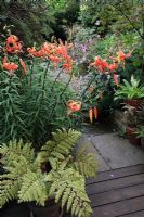 Lilium lancifolium 'Splendens' - Turks Cap Lily, Athyrium Otophoroum Okanum - semi evergreen Fern, Eucomis 'White Dwarf' - Pineapple Lily, and Anemone in pots on paved patio in August