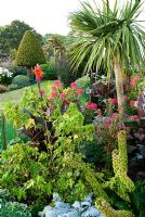 Island bed in the front garden is full of colourful exotics including a tall Cordyline, purple leaved Cannas, pink Cleomes, Eucomis and variegated Abutilon pictum 'Thompsonii' - Isle of Wight, UK