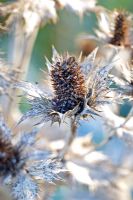 Eryngium giganteum with frost
