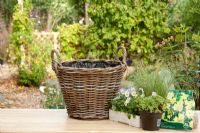 Planting up large basket with Hypericum 'Magical Beauty', Carex 'Frosted Curls' - Frosted Sedge Grass , Violas,  Variegated Thyme and Vinca minor 'Argenteovariegata' Periwinkle