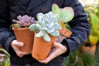 Moving Paxhyphytum bracteosum, Kalanchoe 'Bronze Sculpture', Echeveria 'Duchess of Nuremberg' into greenhouse over winter